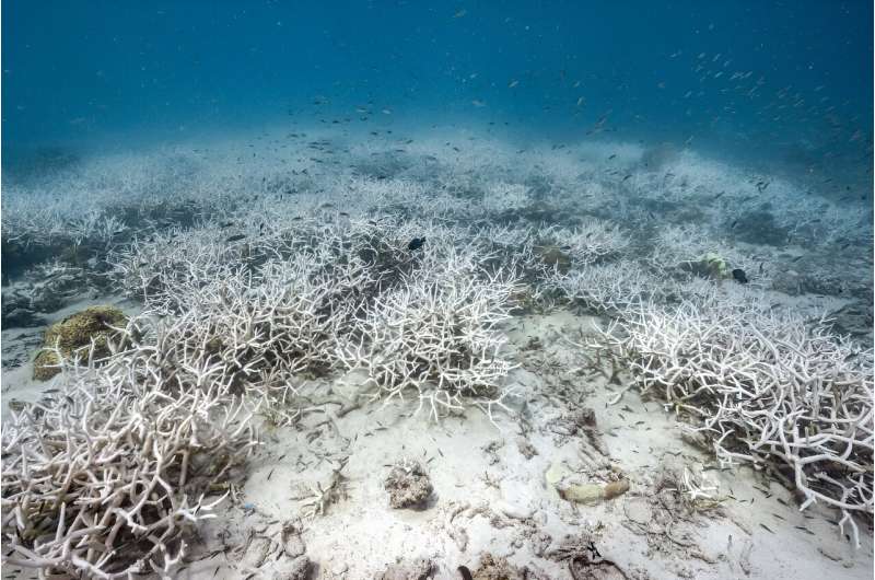 Bleached corals are seen around Thailand's Koh Tao island