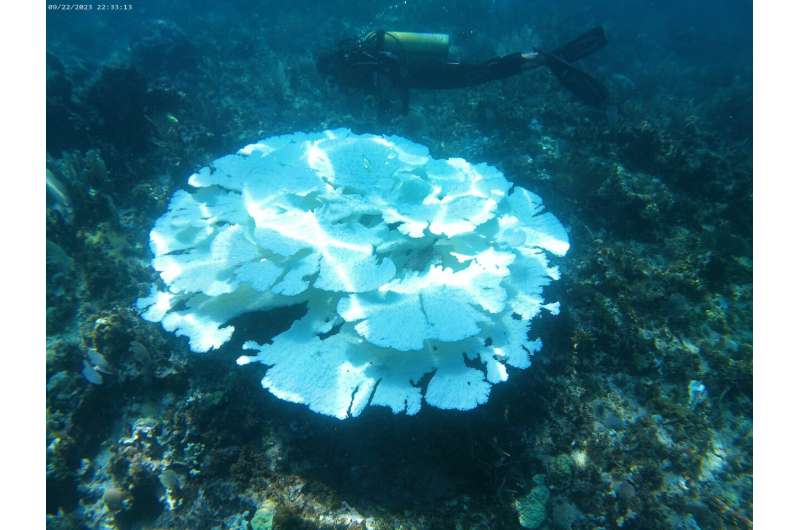 Bleaching of coral reefs shows severe ocean circulation changes