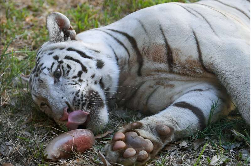 'Bloodsicles' made from frozen ground beef or chicken, animal blood and vitamins are given to the big cats to lick