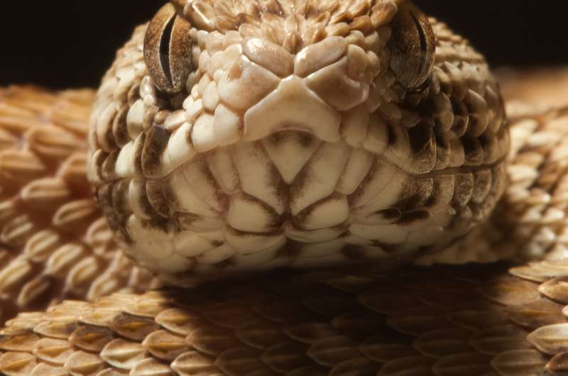 Bloody insights: Organs-on-chip ready to help snake venom research