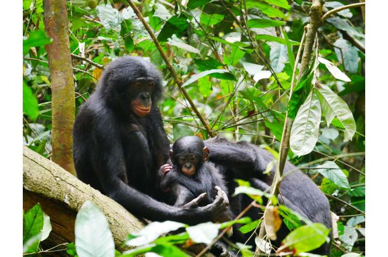 Bonobos are more aggressive than previously thought, study shows