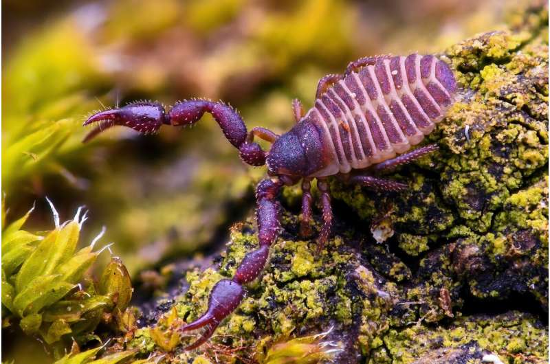 Book scorpion venom also effective against hospital germs