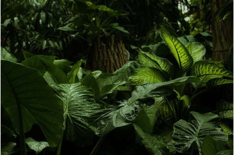 Borneo jungle