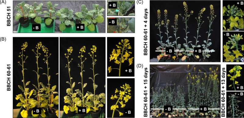 Boron deficiency in oilseed rape transcriptome resembles a wounding and infection response