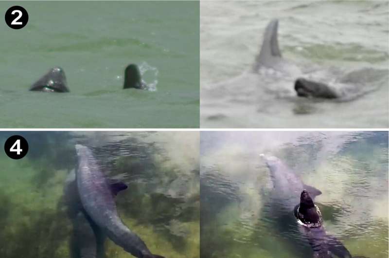 Bottlenose dolphins observed attacking manatee calves