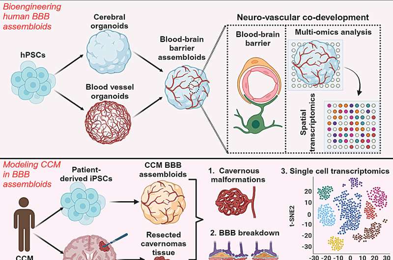 Brain "assembloids" mimic human blood-brain barrier