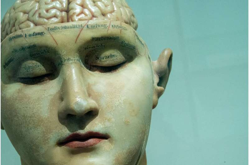 brain head model