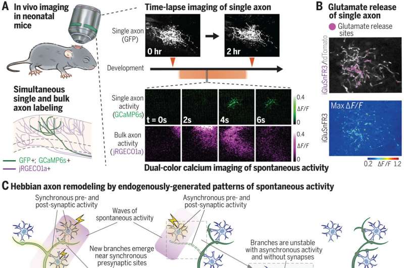 Brain wiring is guided by activity even in very early development