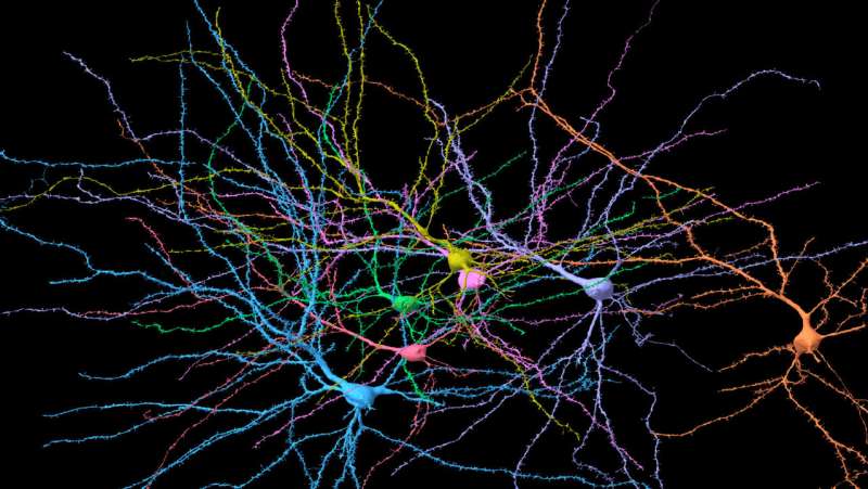 Brain's structure hangs in 'a delicate balance'