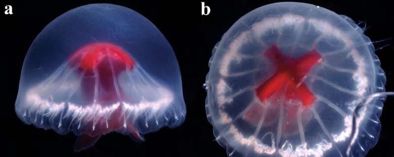 Brazilian researcher helps describe a novel species of jellyfish discovered in a remote location in Japan
