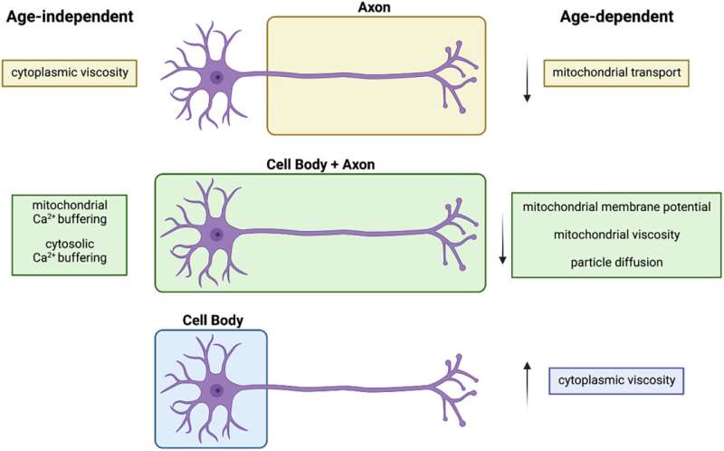 Breakthrough in cell aging could show early warning signs for neurodegenerative diseases