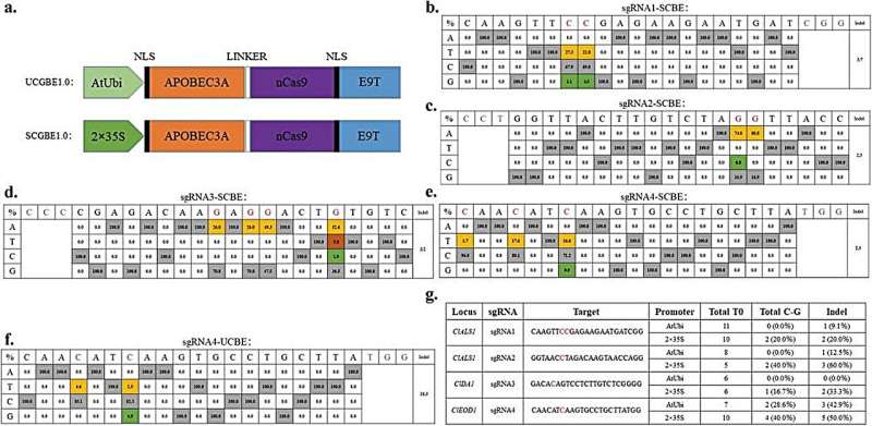 Breakthrough in cytosine-to-guanine base editing enhances genetic engineering and trait evolution in watermelon