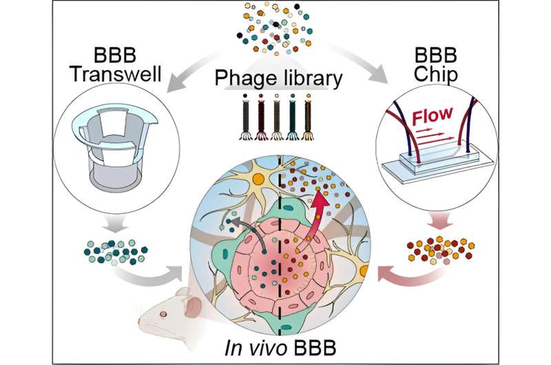 Innovations in on-chip organ technology improve targeted drug delivery.