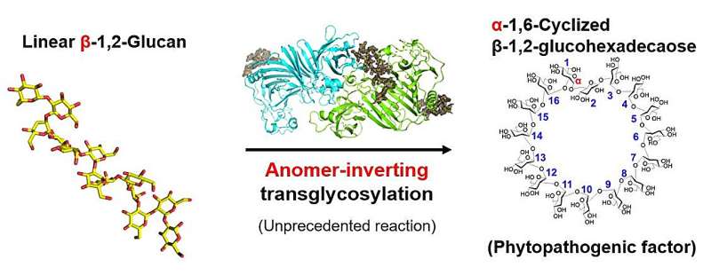 Breakthrough in plant disease: New enzyme could lead to anti-bacterial pesticides