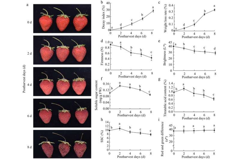 Breakthrough insights into strawberry senescence: Hormonal interplay key to extending shelf life of 'Benihoppe' variety