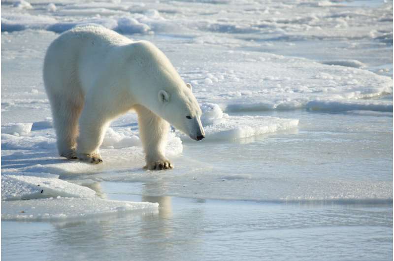 Breakthrough wildlife tracking technology that adheres to fur delivers promising results from trials on wild polar bears