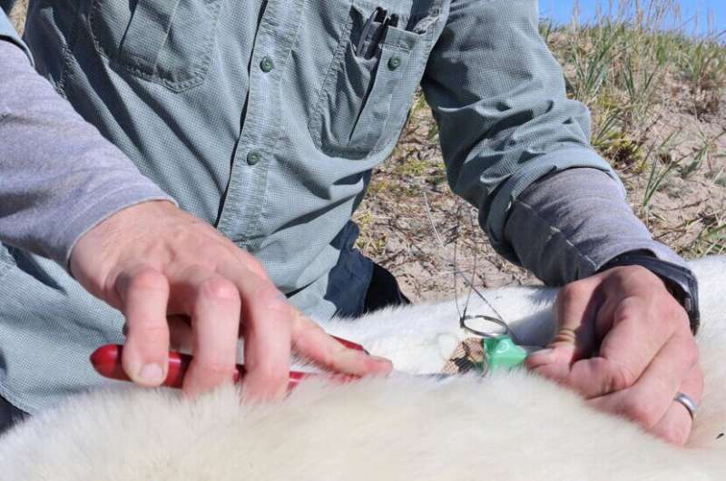 Breakthrough wildlife tracking technology that adheres to fur delivers promising results from trials on wild polar bears