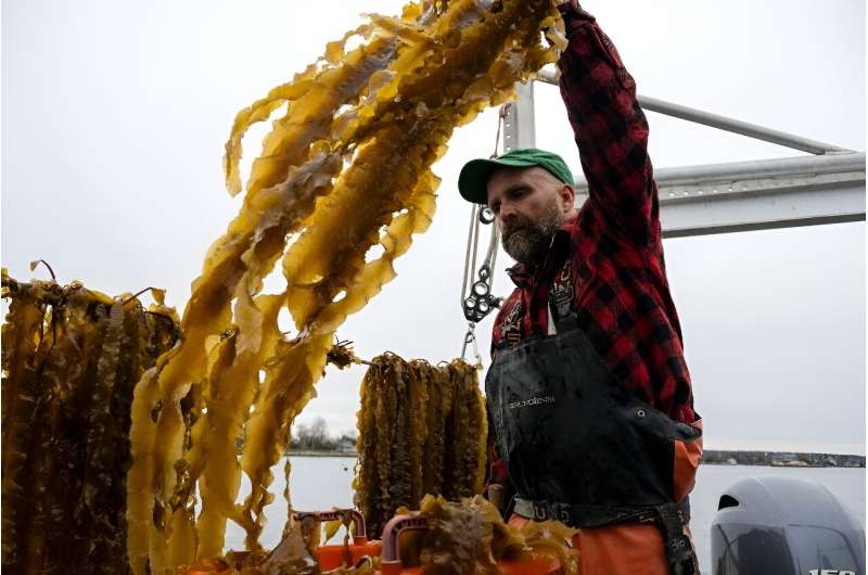Bren Smith harvests algae grown in the ocean near Branford, Connecticut