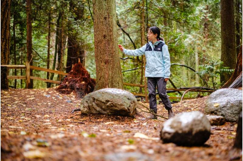 Bringing forest therapy indoors can improve your health