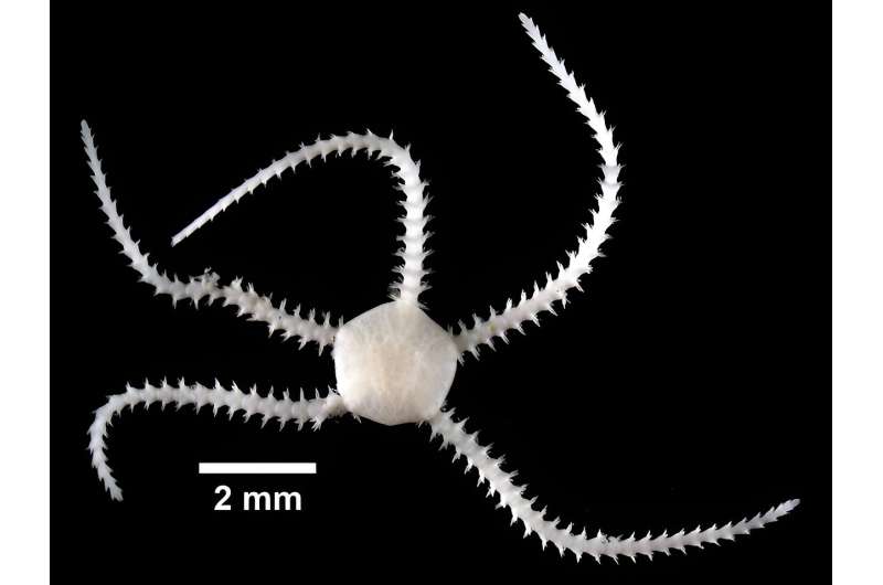 Brooding brittle star found to have massive genome due to duplication of chromosomes