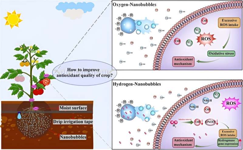 Bubbling with benefits: hydrogen nanobubbles boost tomato antioxidants