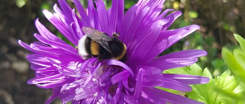 Bumblebees don't care about pesticide cocktails: Research highlights their resilience to chemical stressors