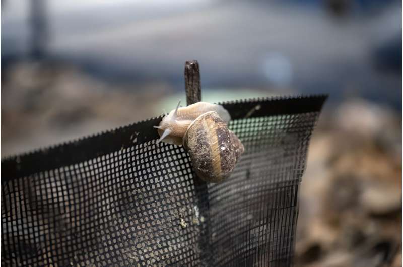 Burgundy snails, typically foraged from woodlands in central and eastern Europe, are being bred in Japan by an entrepreneur who believes he's the only person to have successfully farmed them