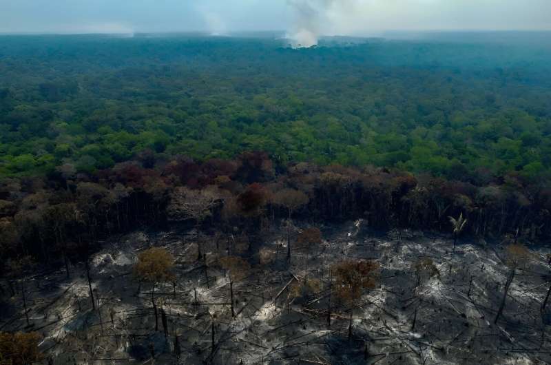 Burnt trees are seen after illegal fires were lit by farmers in Manaquiri, Amazonas state in September 2023