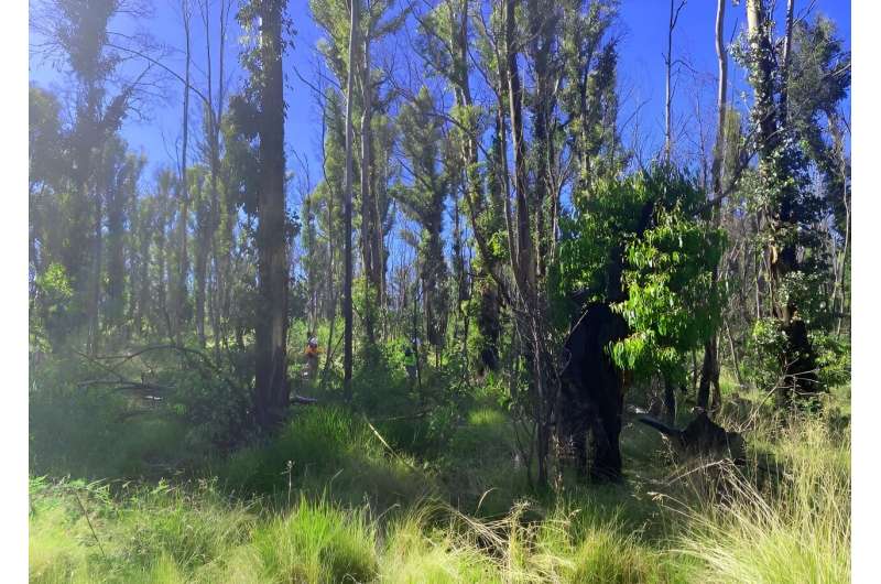 Bushfires are changing the 'hidden' understorey in our forests