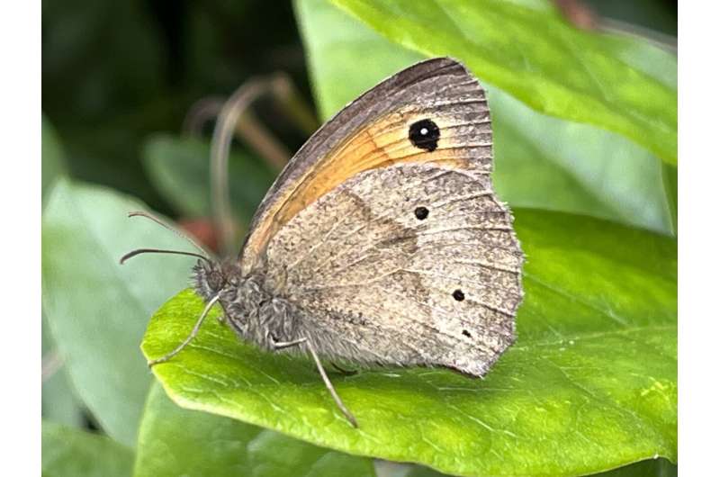 Butterflies could lose spots as climate warms