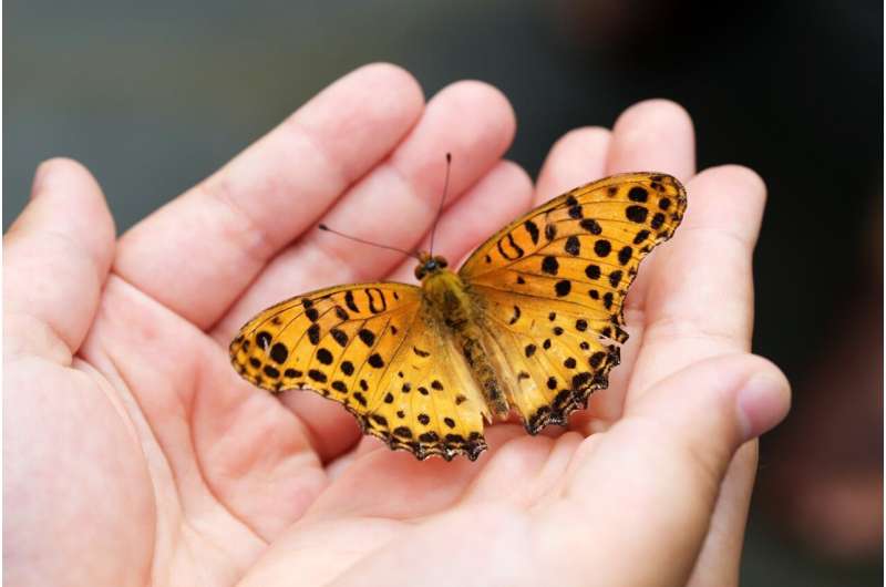 butterfly on hand