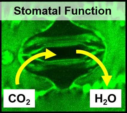 CABBI team designs efficient bioenergy crops that need less water to grow