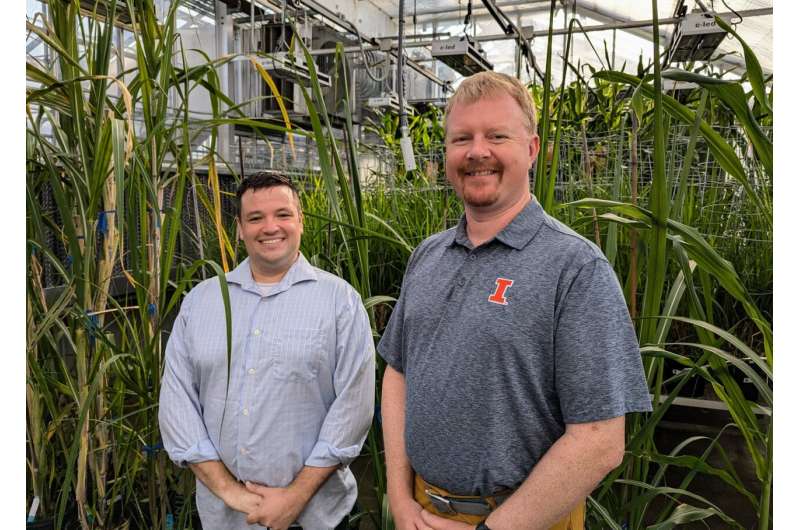 El equipo de CABBI diseña cultivos bioenergéticos eficientes que necesitan menos agua para crecer