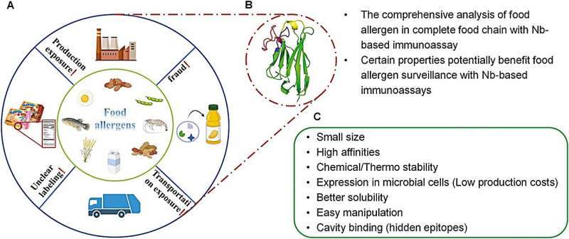 Camelid nanobodies: transforming food allergen analysis