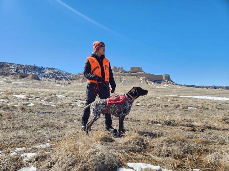 Can disease-detecting dogs help save South Dakota's bighorn sheep?
