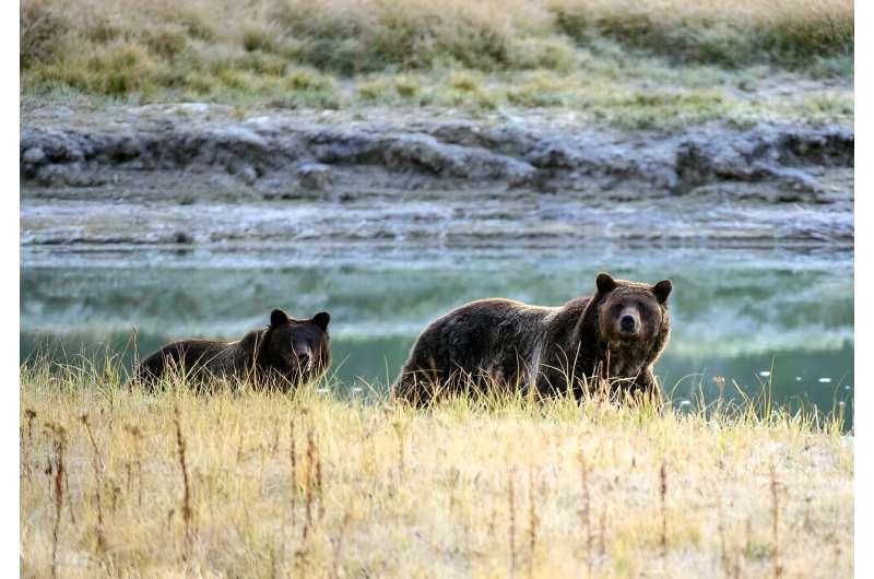 Canada has partially reversed a nearly two-decade ban on hunting grizzly bears in Alberta