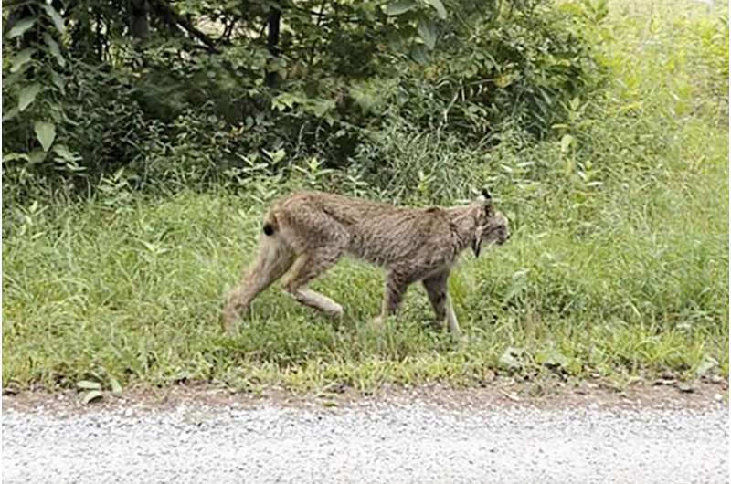 Canada lynx confirmed in Vermont for 1st time since 2018