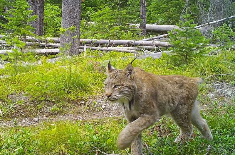 Canada lynx historic range in US likely wider than previously thought
