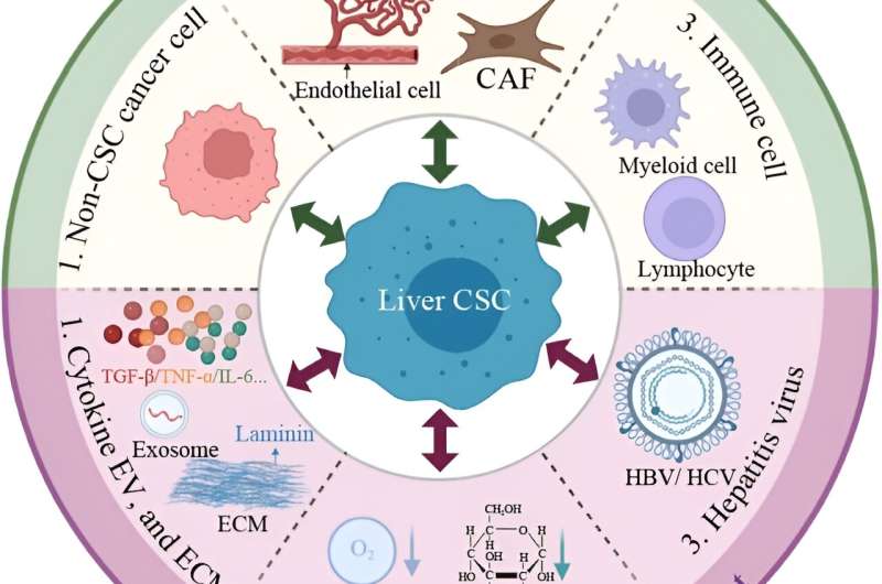 Cancer stem cell-immune cell crosstalk in the tumor microenvironment for liver cancer progression