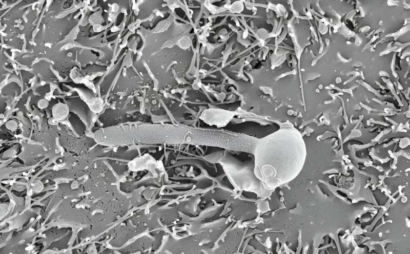 Candida evolution disclosed: new insights into fungal infections