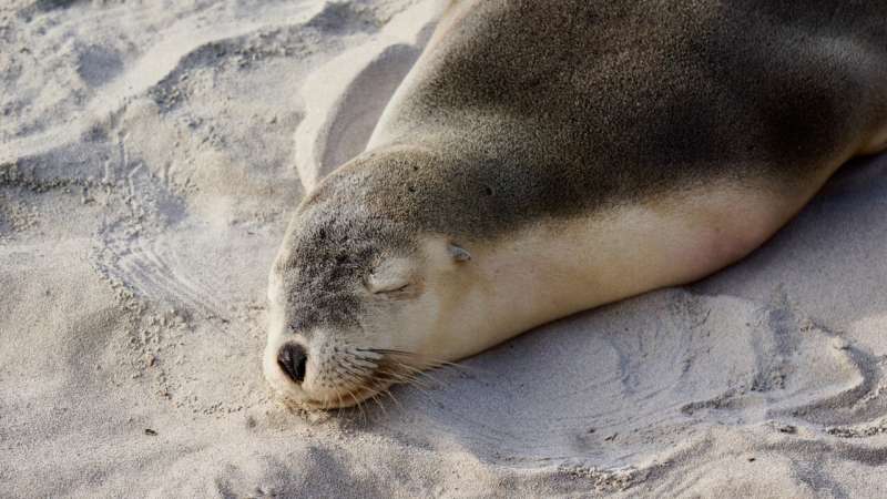 Cape fur seals