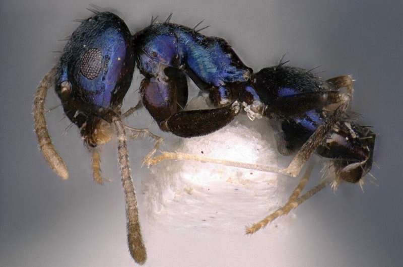 Captivating blue-colored ant discovered in India's remote Siang Valley