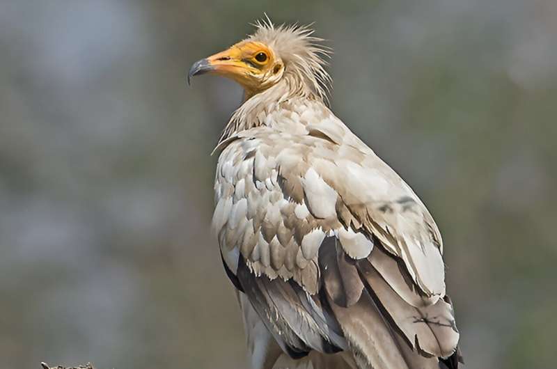Captive-bred Egyptian vultures able to improve their flight and migration performance