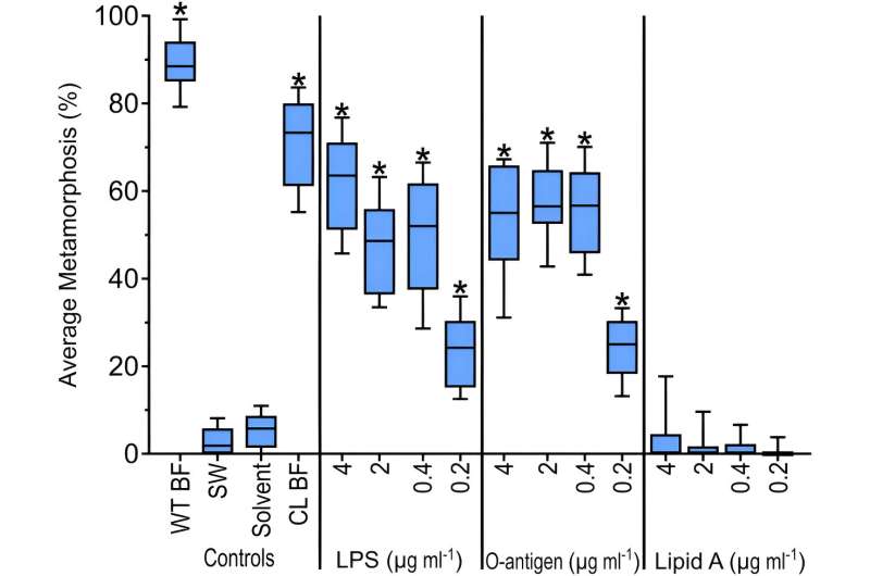 Carbohydrate produced by bacteria triggers marine biofouling