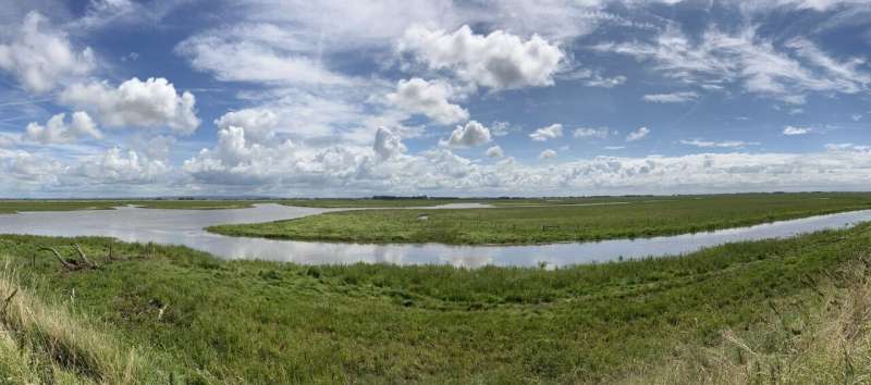 Carbon credits would enable restoration of UK saltmarshes say experts