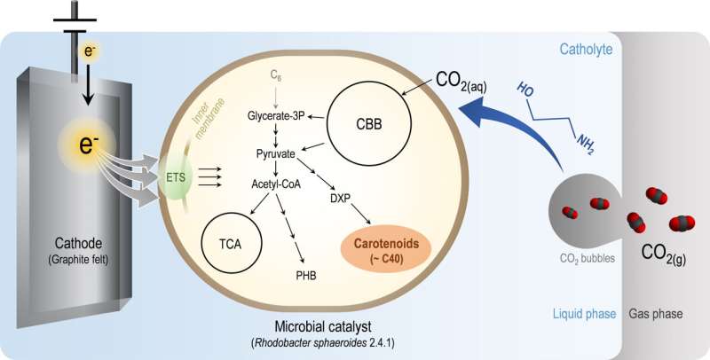 Carbon dioxide, the main culprit of global warming, reborn as an antioxidant substance