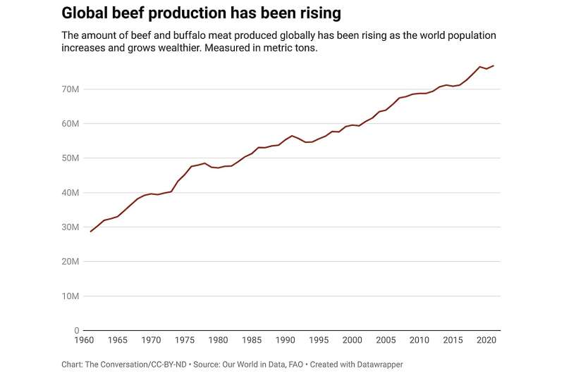 ¿Carne neutra en carbono?  La nueva certificación de Argentina podría promover una producción ganadera más respetuosa con el clima