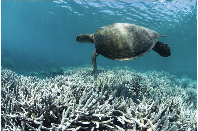 Carbon trading solutions for declining coral reef management tested with game theory