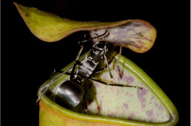 Carnivorous plant traps help scientists explain the evolution of complex 'composite' traits