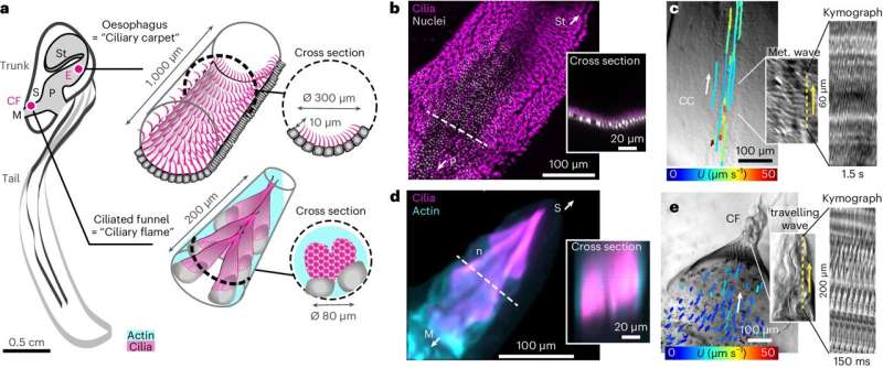 Carpets and flames: Design rules for the morphology of ciliated organs